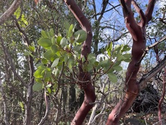 Arctostaphylos manzanita roofii