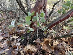 Arctostaphylos manzanita roofii