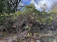 Arctostaphylos manzanita roofii
