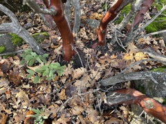 Arctostaphylos manzanita roofii