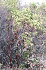 Arctostaphylos manzanita roofii