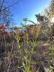 Eupatorium torreyanum