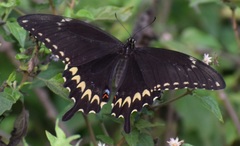 Papilio ornythion ornythion