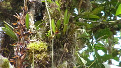 Masdevallia peristeria