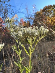 Eupatorium torreyanum