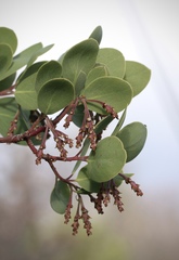 Arctostaphylos manzanita roofii