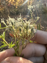 Eupatorium torreyanum