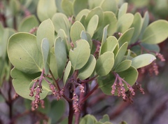 Arctostaphylos manzanita roofii