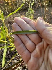 Eupatorium torreyanum