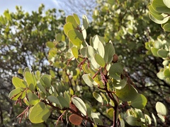 Arctostaphylos viscida viscida