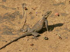 Agama