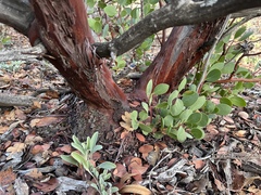 Arctostaphylos manzanita roofii