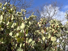 Arctostaphylos viscida viscida
