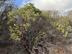 Arctostaphylos manzanita roofii