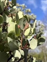 Arctostaphylos viscida viscida