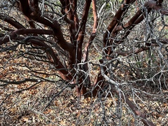 Arctostaphylos viscida viscida