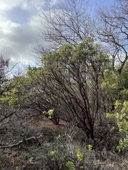 Arctostaphylos viscida viscida