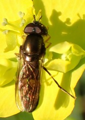 Pyrophaena rosarum