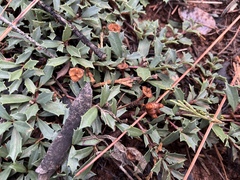 Ceanothus prostratus prostratus