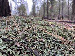 Ceanothus prostratus prostratus