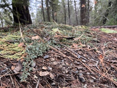 Ceanothus prostratus prostratus