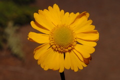 Helenium bigelovii