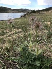 Pulsatilla ambigua