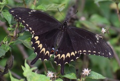 Papilio ornythion ornythion