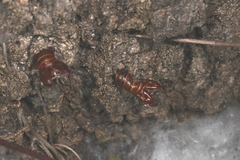 Sesia apiformis