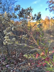 Eupatorium torreyanum
