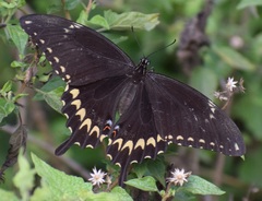 Papilio ornythion ornythion