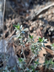 Thymus vulgaris