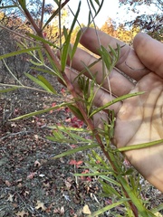 Eupatorium torreyanum