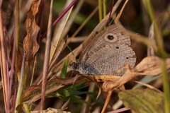 Ypthima asterope