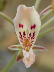 Pelargonium pinnatum