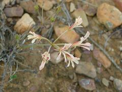 Pelargonium pinnatum