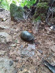 Kinosternon leucostomum