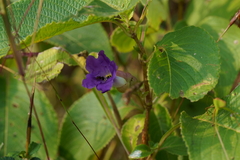 Strobilanthes callosa