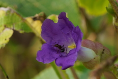 Strobilanthes callosa