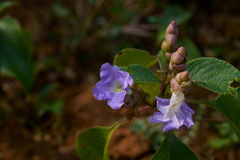 Strobilanthes callosa