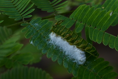 Polyura bharata