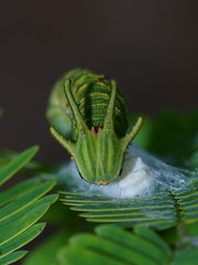 Polyura bharata