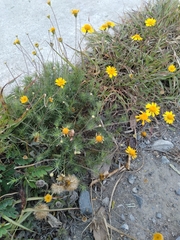 Thymophylla pentachaeta