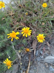 Thymophylla pentachaeta