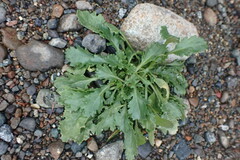 Leucanthemum vulgare