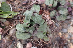 Prunella vulgaris