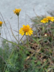 Thymophylla pentachaeta