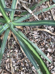 Agave univittata