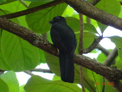 Trogon chionurus