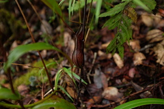 Nepenthes tentaculata